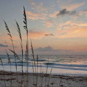 Meet your Posher, Shea